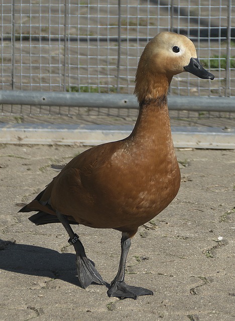 联盟其他球